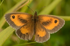 David Plant Photography - Wildlife Photography - Gatekeeper - A